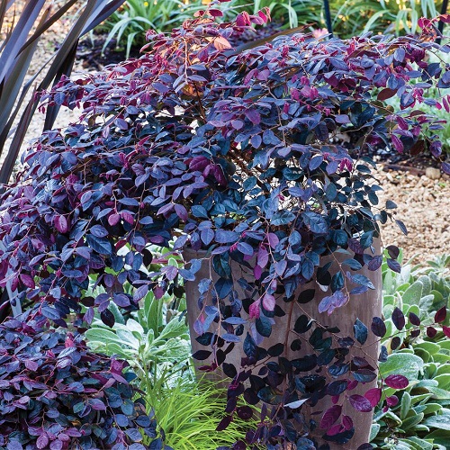 Purple Diamond Loropetalum 2