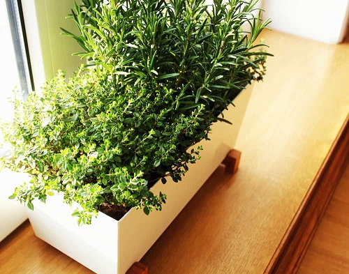 Rosemary Companion Plants 17