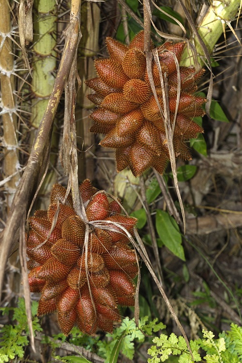 Most Strangest Fruits 