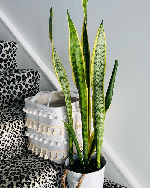 How to Grow Big and Tall Snake Plants