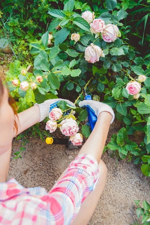 Cool Ways to Propagate Roses From Cuttings