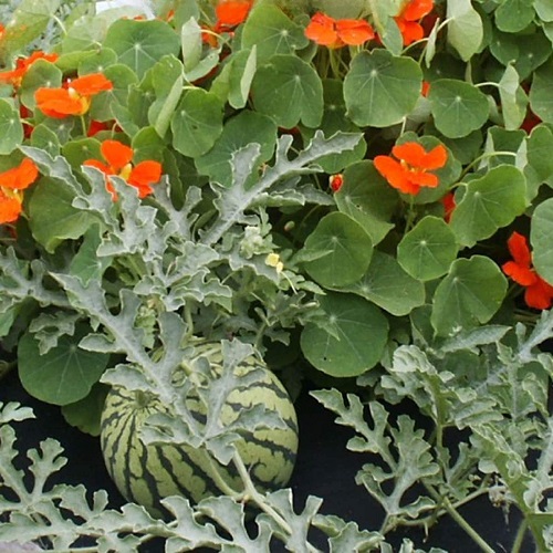 Best Watermelon Companion Plants 13