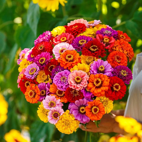 Growing Zinnias in Pots