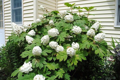 Stunning Oakleaf Hydrangea Varieties