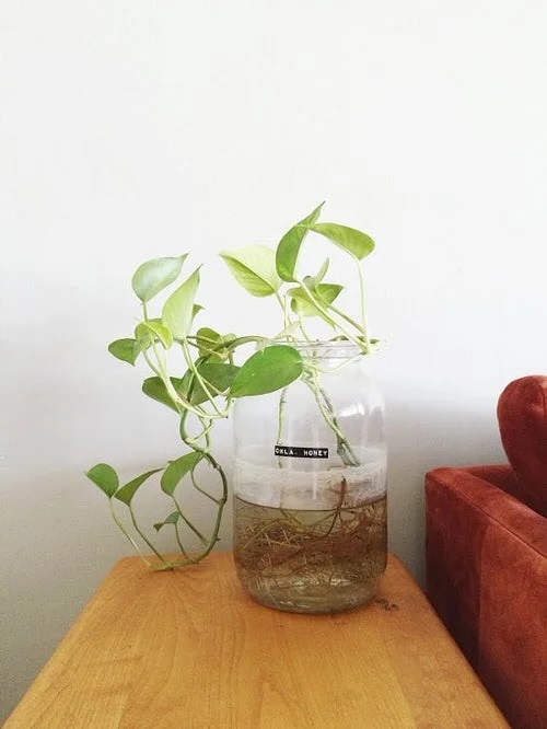 Houseplants in Water Centerpiece 1