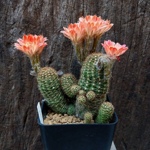 Best Echinopsis Varieties 1