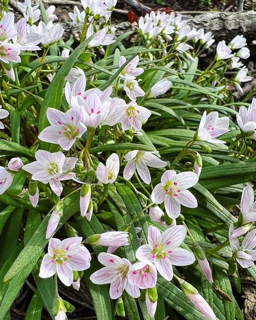 Spring Flowers in Michigan 1