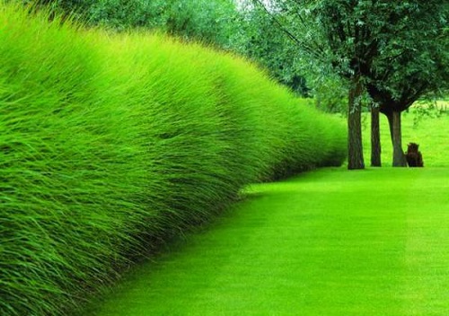 Tall Grass Privacy Ideas You Must Try 10