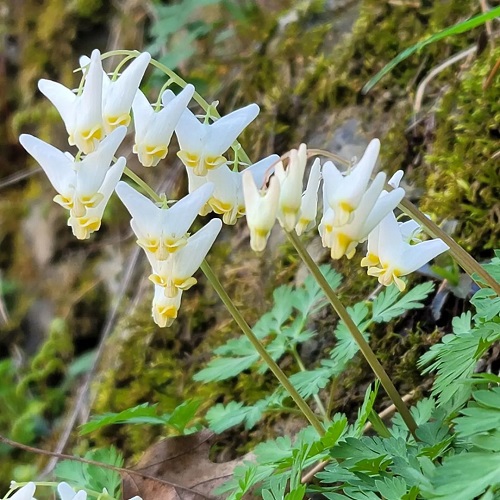 Spring Flowers in Michigan 11