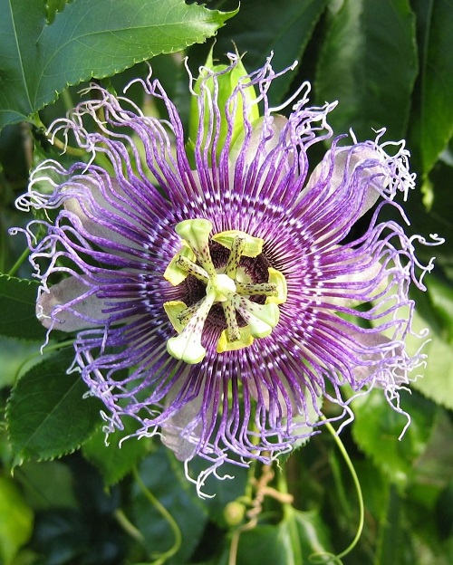 White Flowers with Purple Center 11