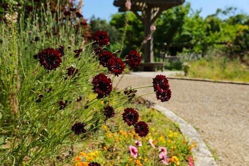 37 Beautiful Perennials for Shade That Bloom all Summer 8