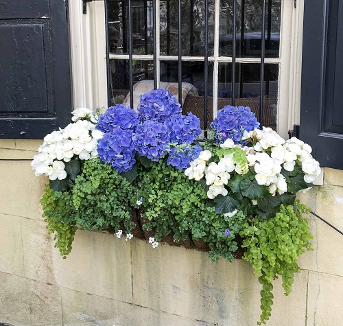 Ways to Grow Hydrangeas 11