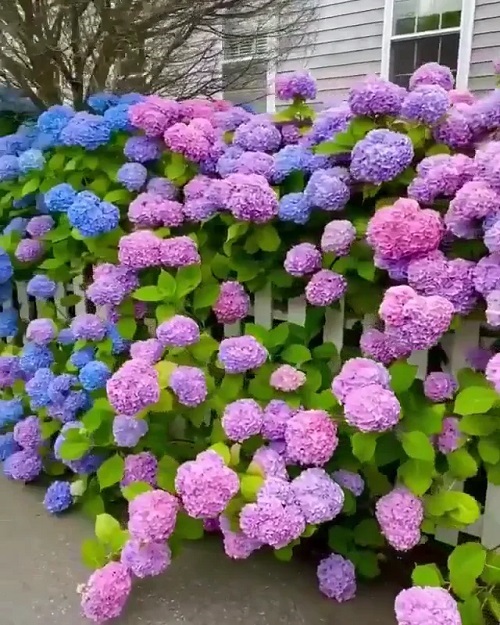 Ways to Grow Hydrangeas 13