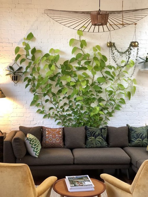 Hanging Indoor Vine Garden Ideas 13