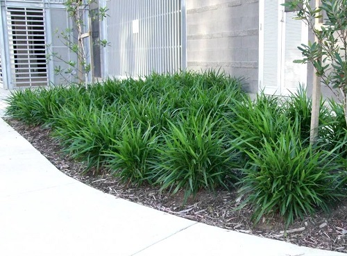 Flax Lily Landscaping Ideas 18