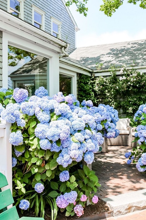 Ways to Grow Hydrangeas 15