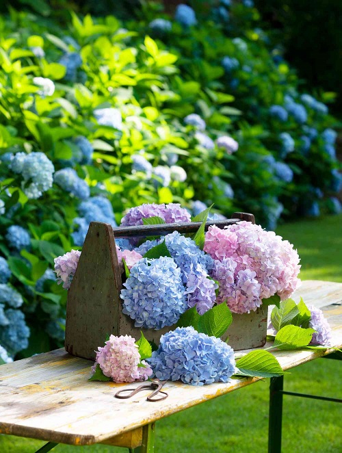 Ways to Grow Hydrangeas 22