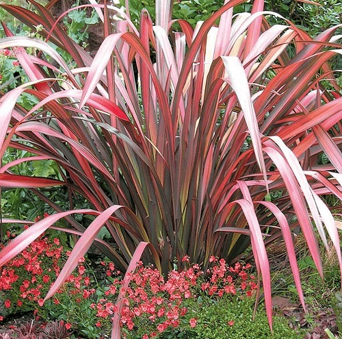 Best New Zealand Flax Varieties 3