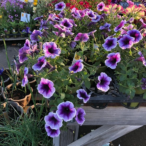 White Flowers with Purple Center 3