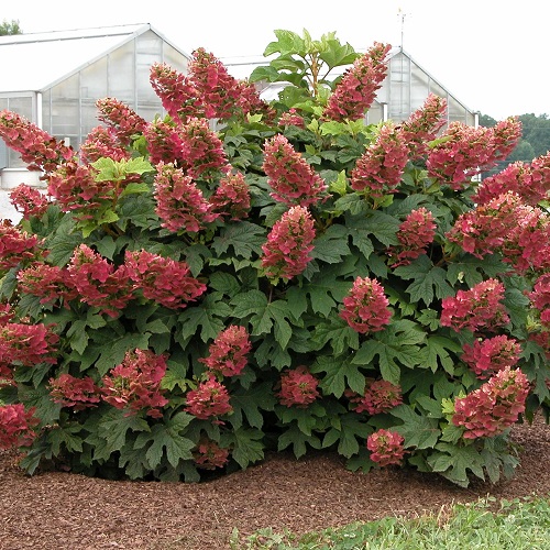 Stunning Oakleaf Hydrangea Varieties 3