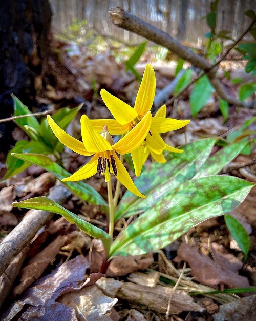 Spring Flowers in Michigan 3