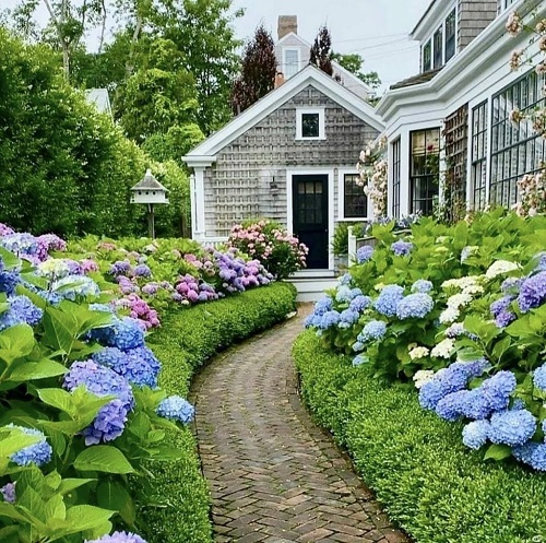 Ways to Grow Hydrangeas 24