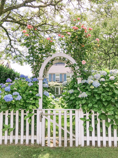 Ways to Grow Hydrangeas 34