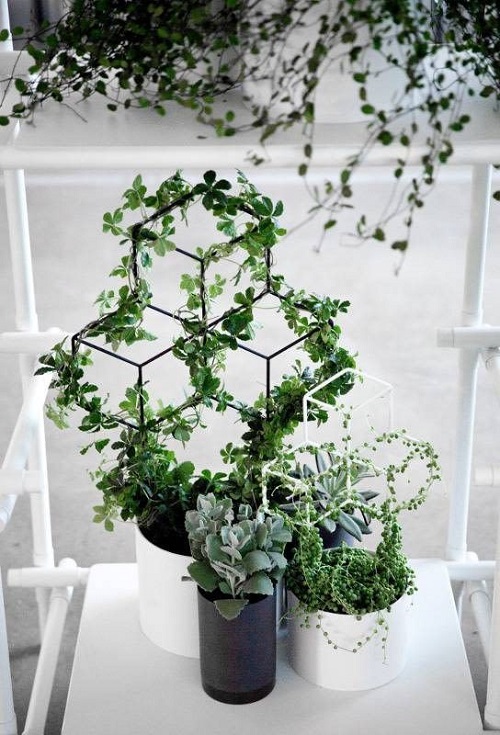 Hanging Indoor Vine Garden Ideas 34