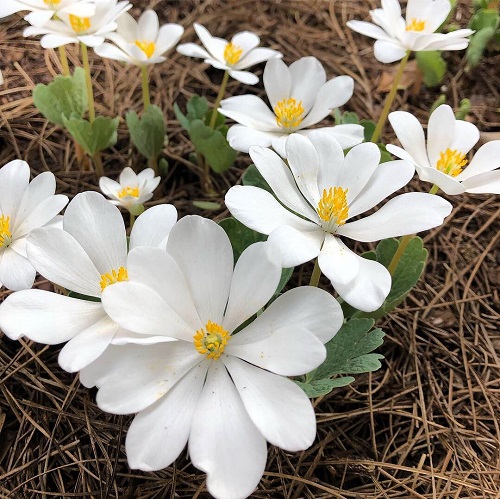 Spring Flowers in Michigan 5