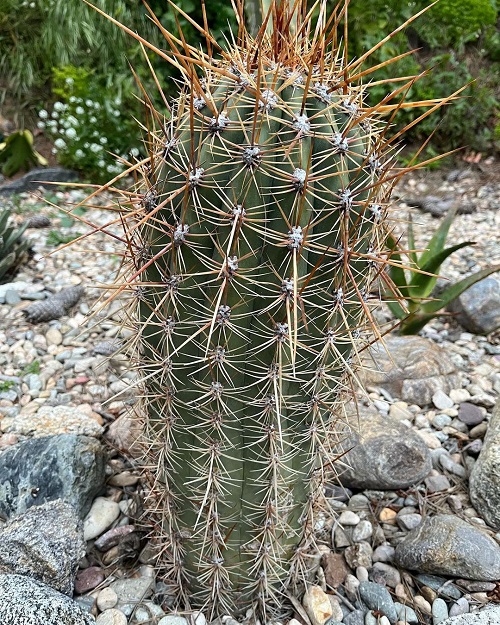 Best Echinopsis Varieties 3