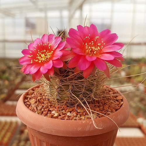 Best Echinopsis Varieties 4