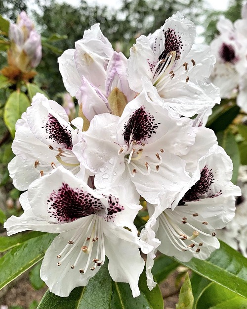 White Flowers with Purple Center 7