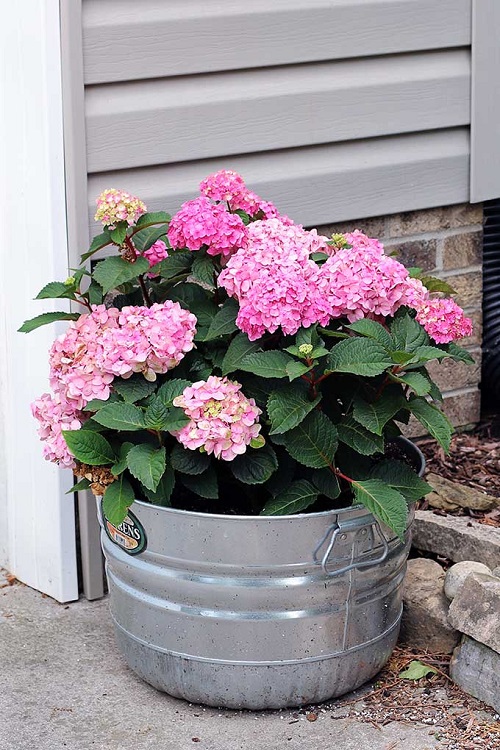 Ways to Grow Hydrangeas 6