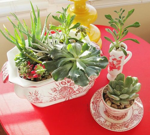 Fantastic Ideas on Succulents Planted in the Kitchen Items 9