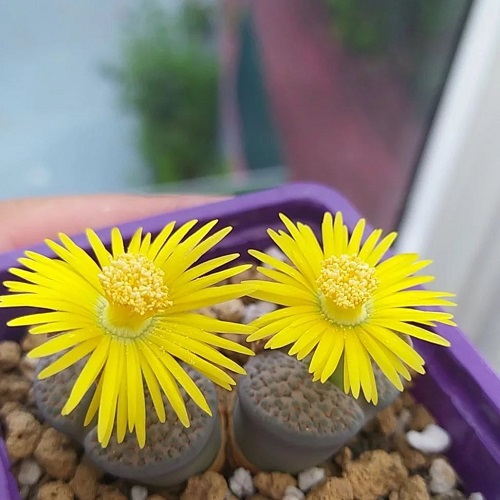 Succulents with Yellow Flowers 9