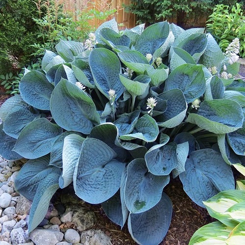 Best Purple Hostas 18