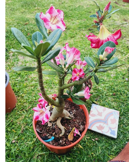 Types of Desert Rose Varieties