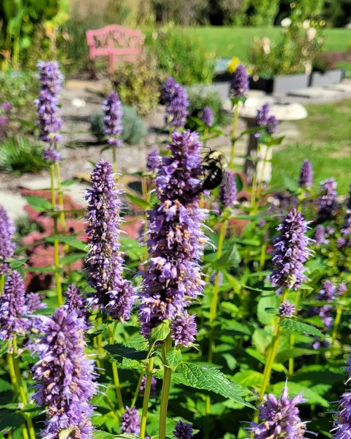 Flowering Herbs 3