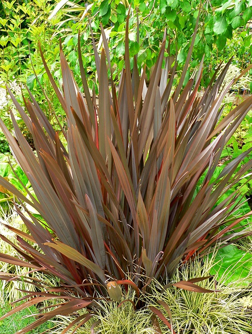 Best New Zealand Flax Varieties 5