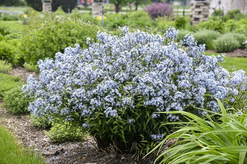 48 Best Deer Resistant Perennials 3