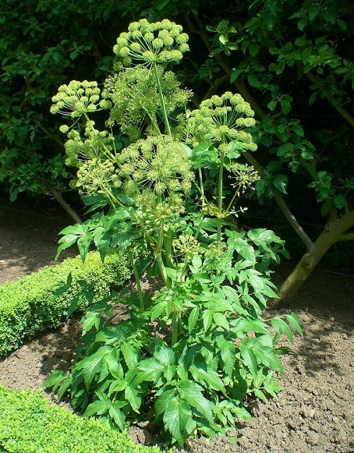 Flowering Herbs 1