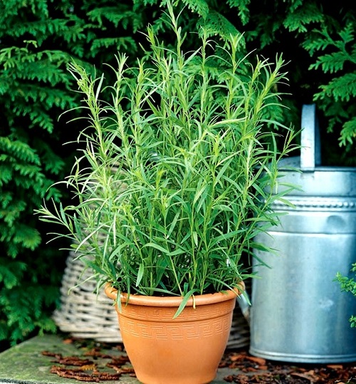 Rosemary Companion Plants 37