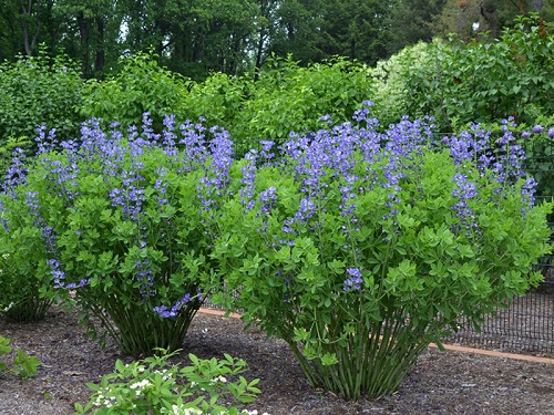 48 Best Deer Resistant Perennials 8