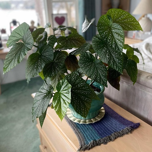 Begonia Lucerna