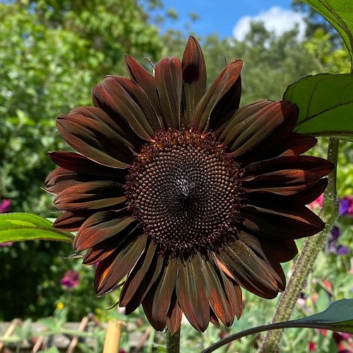 Black and White Sunflower Varieties 2