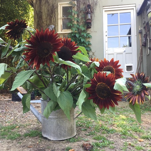 Black and White Sunflower Varieties