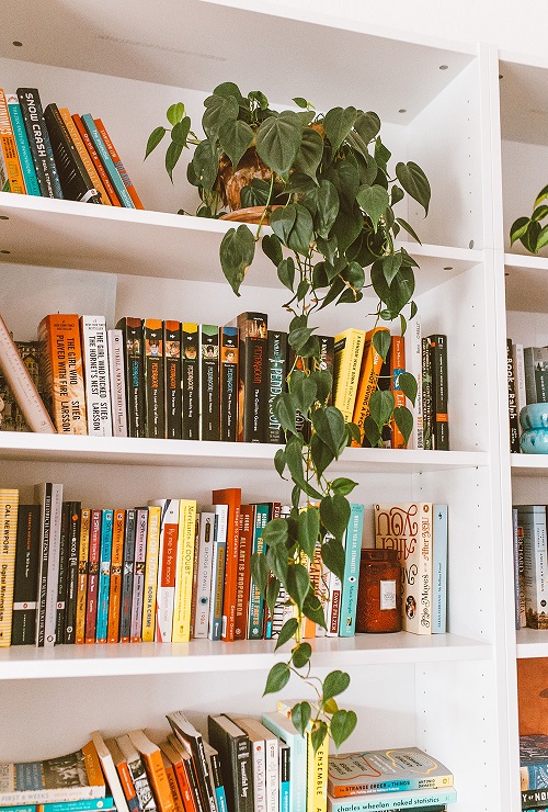 Best Ways to Display Indoor Vines in Style 7