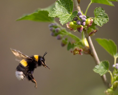 Do Bumble Bees Sting