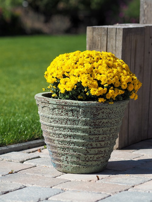 50 Most Beautiful Yellow Perennial Flowers 3