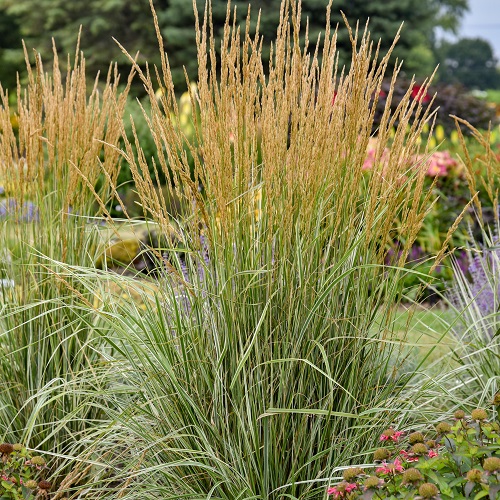 Best Ornamental Grasses For Shade 5